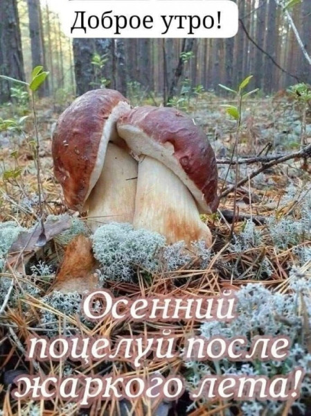 Мем, Алекс Гудков Мем, Алекс Гудков
