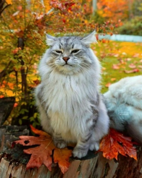Мем, Александр Скоро