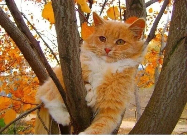 Мем: 🍁😼🍂, Вовочка059 Мем: 🍁😼🍂, Вовочка059