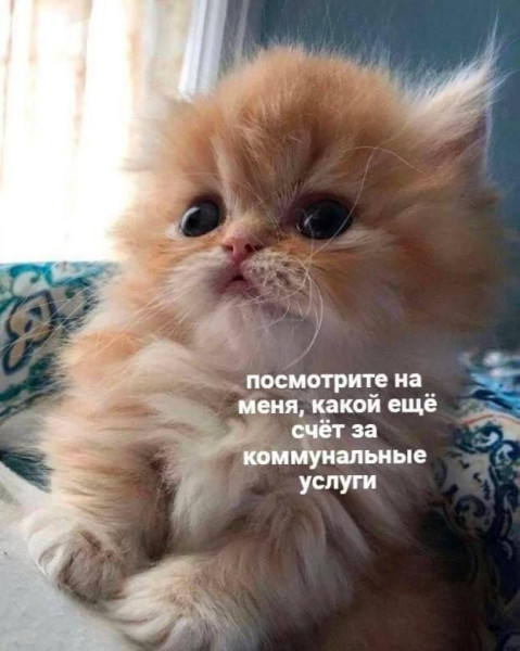 Мем, Антиклептократ Мем, Антиклептократ