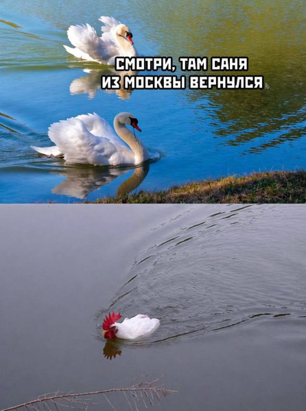 Мем, Ashmedai Мем, Ashmedai