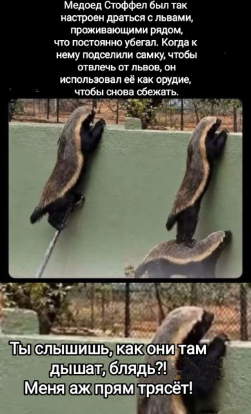 Мем, Рысь Мем, Рысь