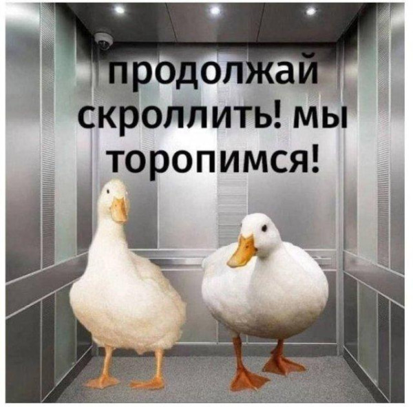 Мем, Bassplayer Мем, Bassplayer