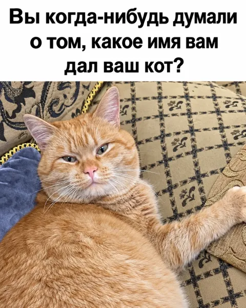 Мем, Bassplayer Мем, Bassplayer