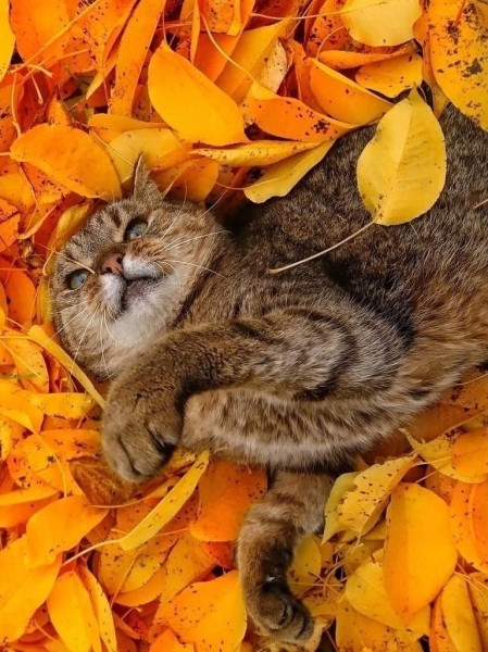 Мем, Александр Скоро