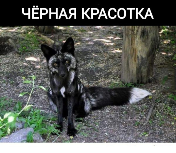 Мем, Рысь