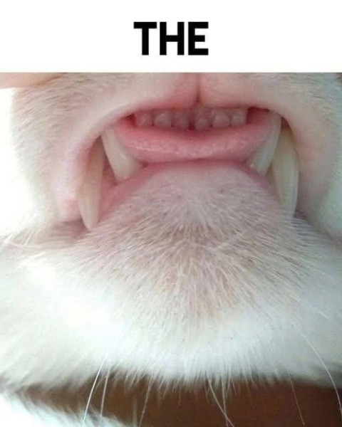 Мем Мем