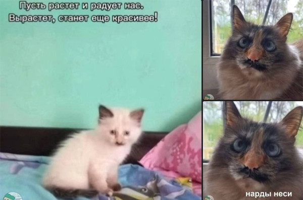 Мем Мем