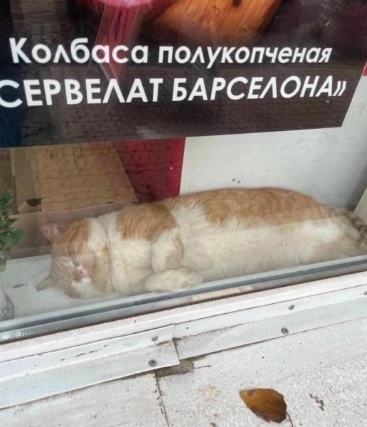 Мем: Котбаса полукопчёная, Антиклептократ Мем: Котбаса полукопчёная, Антиклептократ