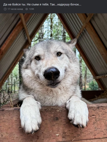 Мем, Mghost