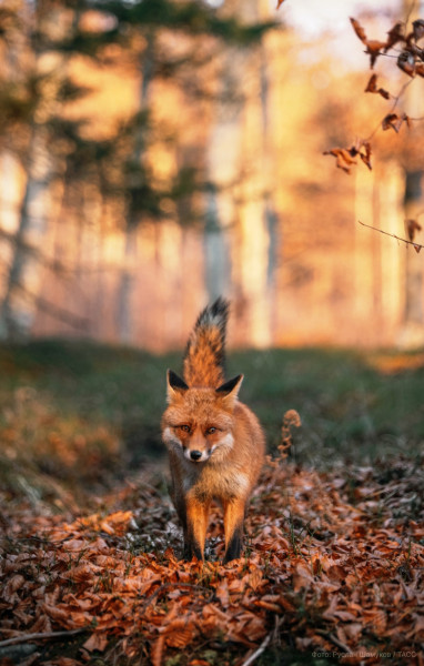 Мем: 🍁 Лиса в лесу осеннем 🍂, Вовочка059 Мем: 🍁 Лиса в лесу осеннем 🍂, Вовочка059