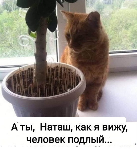 Мем, Рысь Мем, Рысь