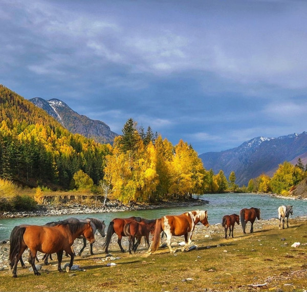 Мем: 🍁 🐎 🐎 🐎 🍂