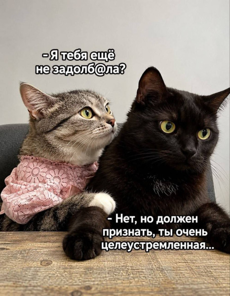 Мем, anberg Мем, anberg