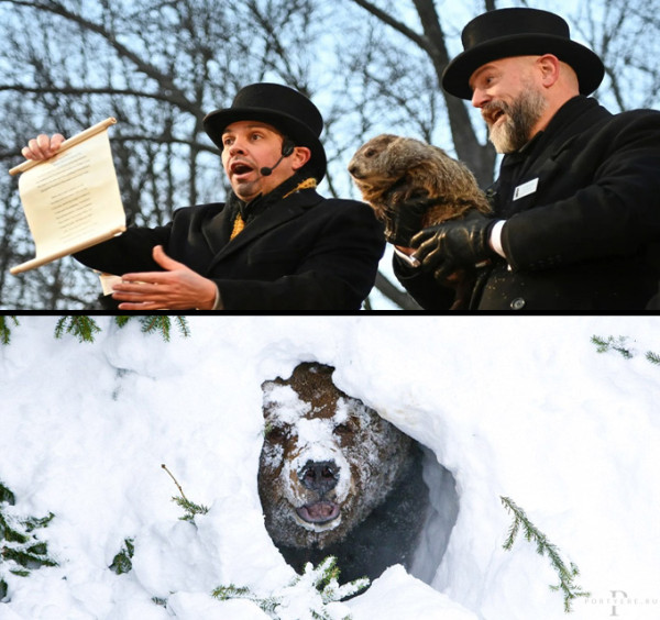 Мем: День Сурка