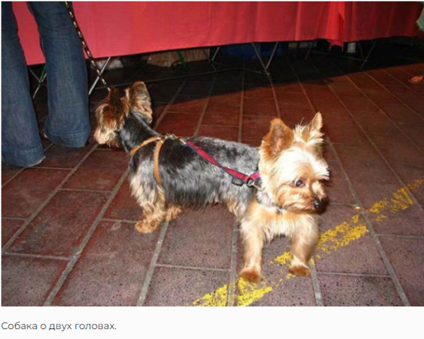 Мем, михельсон