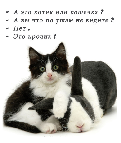 Мем: А это кот или кошка?, arkhimud339