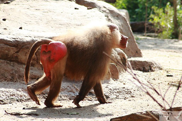 Мем: Праздник который всегда с тобой