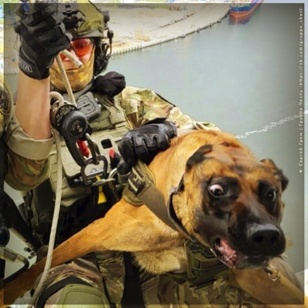 Мем: На парашюте с собачкой, будни десанта., Ввелник