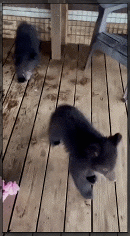 Мем: МЕшки косолапые, Серж Скоров Мем: МЕшки косолапые, Серж Скоров