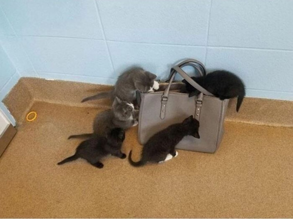 Мем: КотоДосмотр