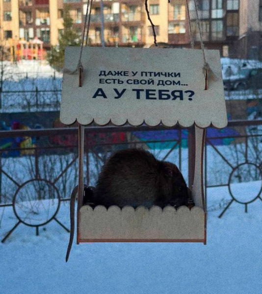 Мем: В питерском Мурино жирная крыса оккупировала дом для птички., henh