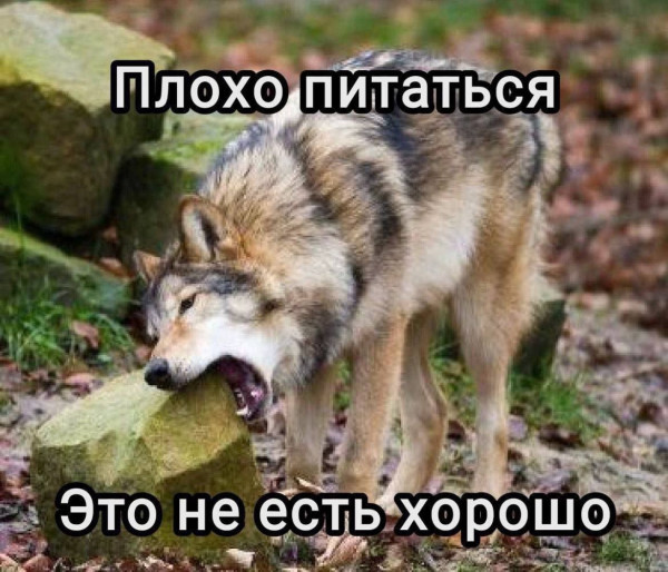 Мем, Кот Отморозкин