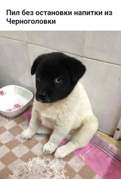 Мем, Смехалка