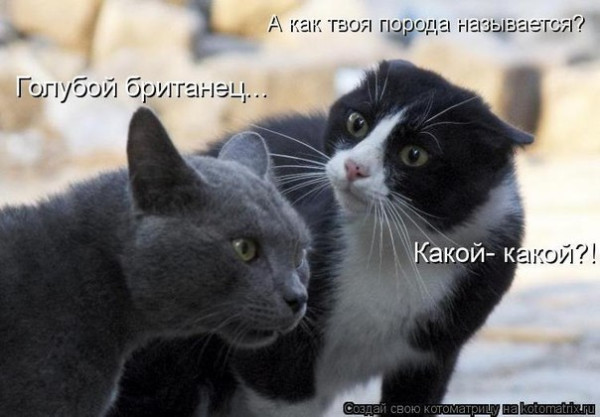 Мем, Кот Отморозкин