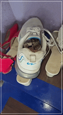 Мем: Шнурком прикинулся!, Серж Скоров