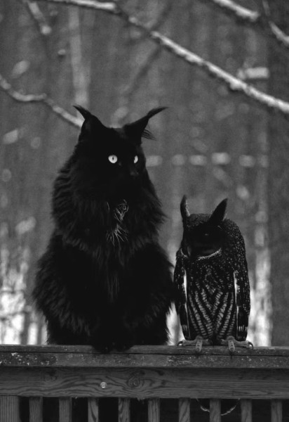 Мем: Ночной Дозор