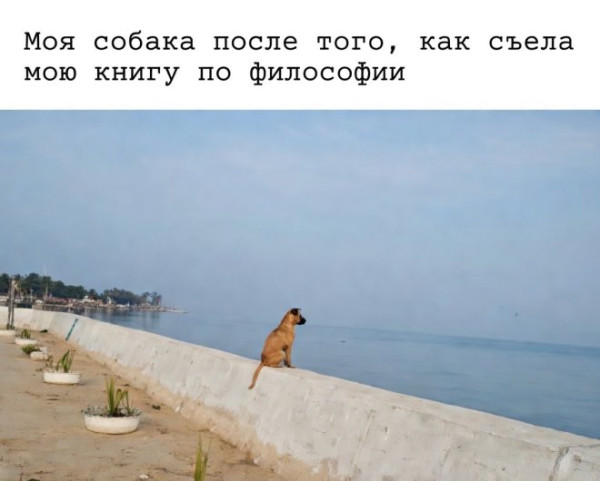 Мем, Юмористка