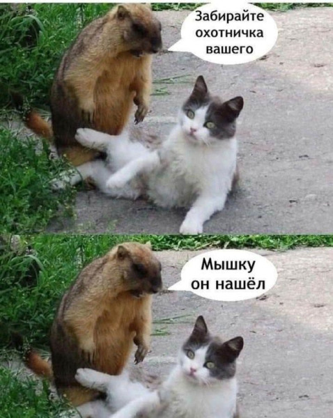 Мем, Юмористка