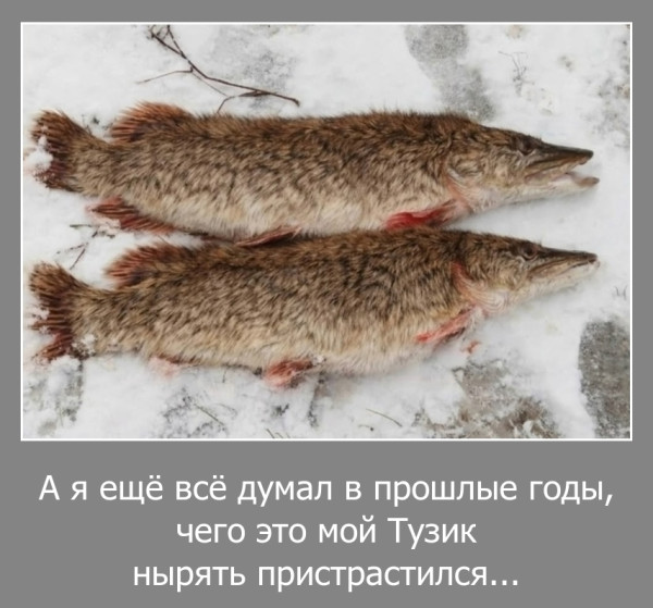 Мем, Волгоградский рыболов