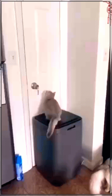 Мем, Серж Скоров