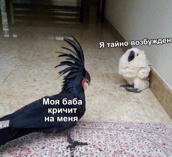 Мем: Приколы и юмор, Юмористка