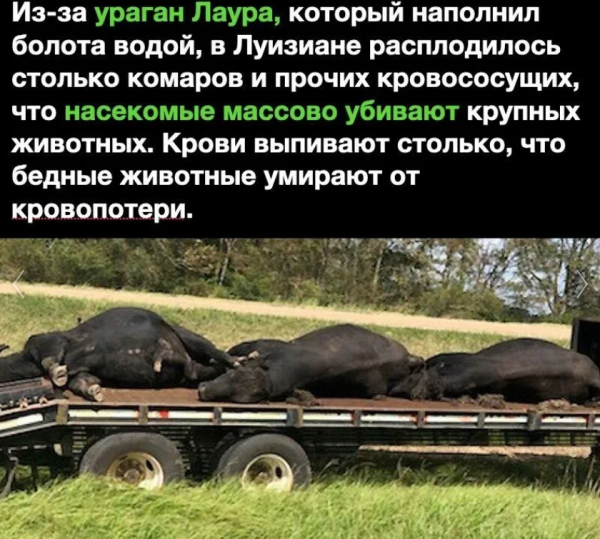 Мем, михельсон