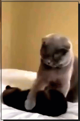 Мем: А я и говорю: сынок, у тебя прелесть!, Серж Скоров