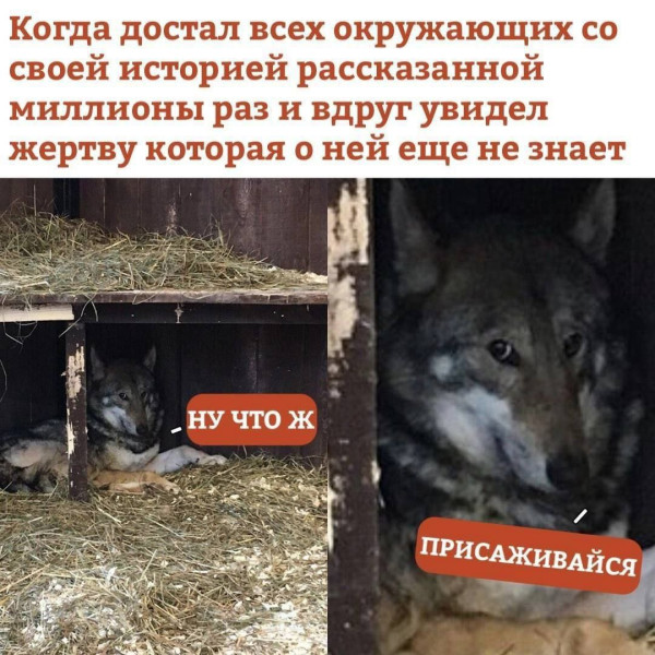 Мем, henh Мем, henh