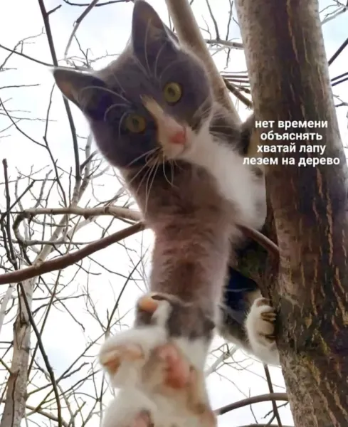 Мем: Мемы, Юмористка Мем: Мемы, Юмористка