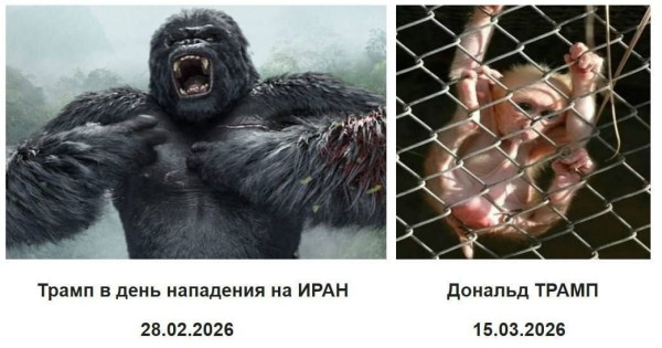 Мем, Максим Камерер