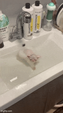 Мем: Как бы Вы назвали этого котика?, Серж Скоров