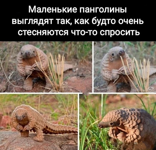 Мем, Рысь Мем, Рысь