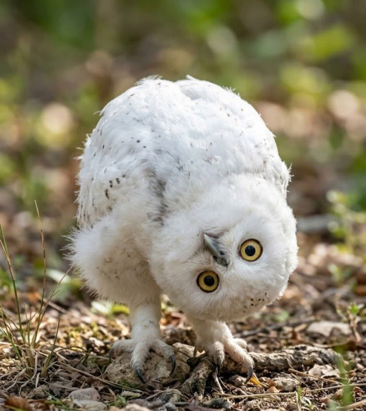 Мем: Простите, что Вы сказали?, Msl