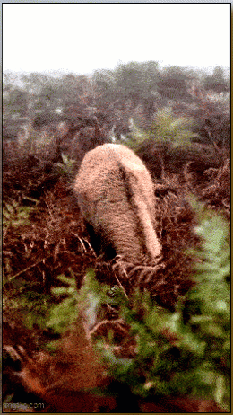 Мем: КрасавЕц! Теперь можно и свататься!, Серж Скоров