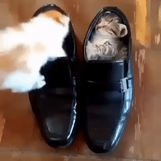 Мем: Придет серенький волчок...