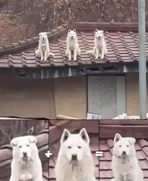 Мем, henh Мем, henh