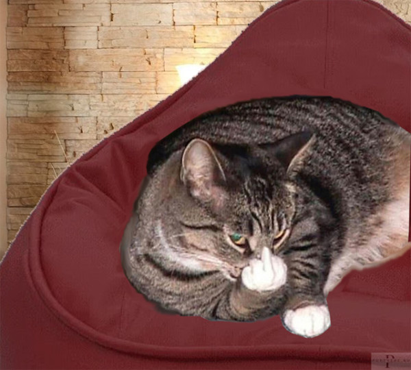 Мем: Кот - американец