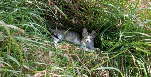 Мем: Скоро лето!, Роман алмазов