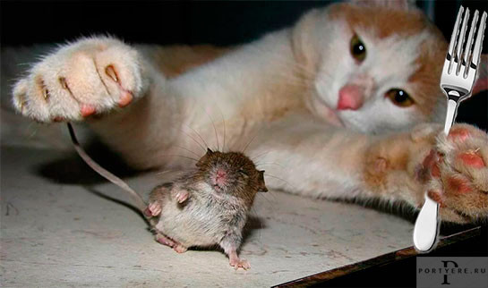 Мем: Согласно этикету